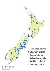 Dryopteris filix-mas distribution map based on databased records at AK, CHR & WELT.
 Image: K.Boardman © Landcare Research 2020 CC BY 4.0